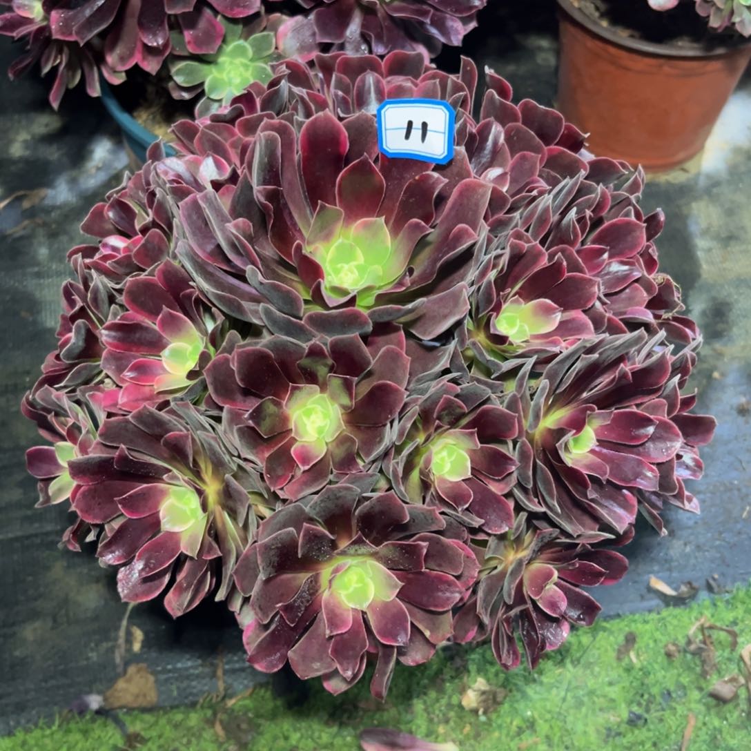 11号精品法师赤霞仙子