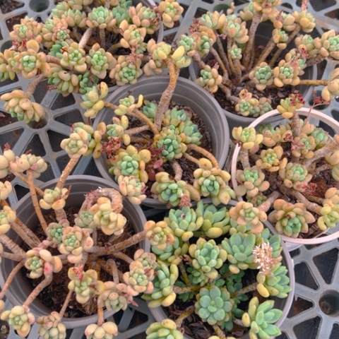 精品多肉梨子莲六个