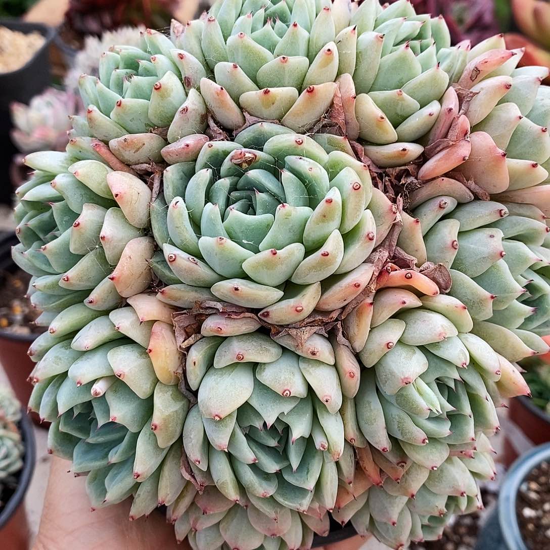 多肉植物爪杂缀化