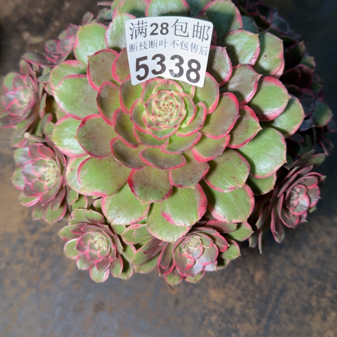 5338花妖不包断枝