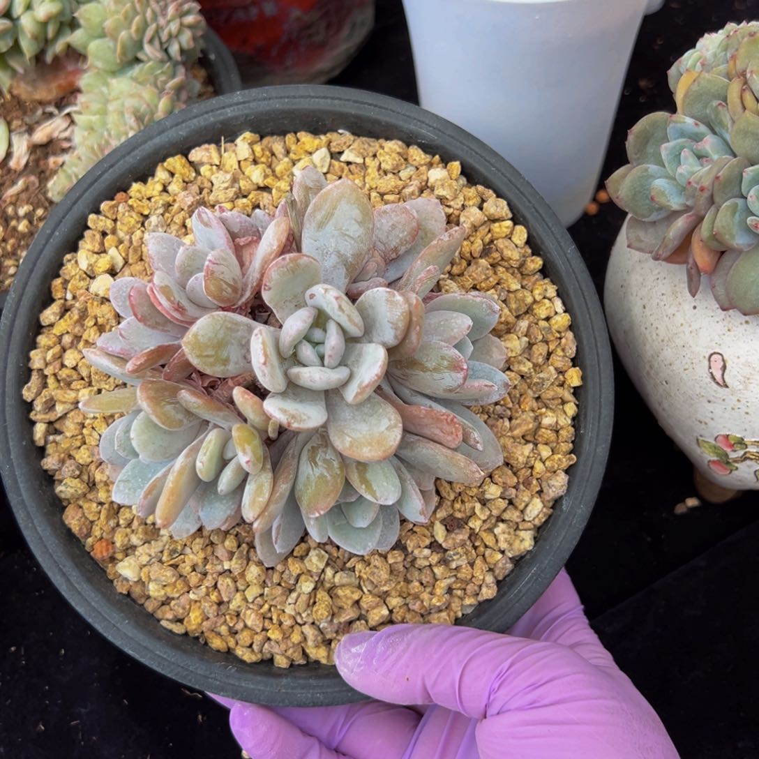 雪莲10头 新年快乐