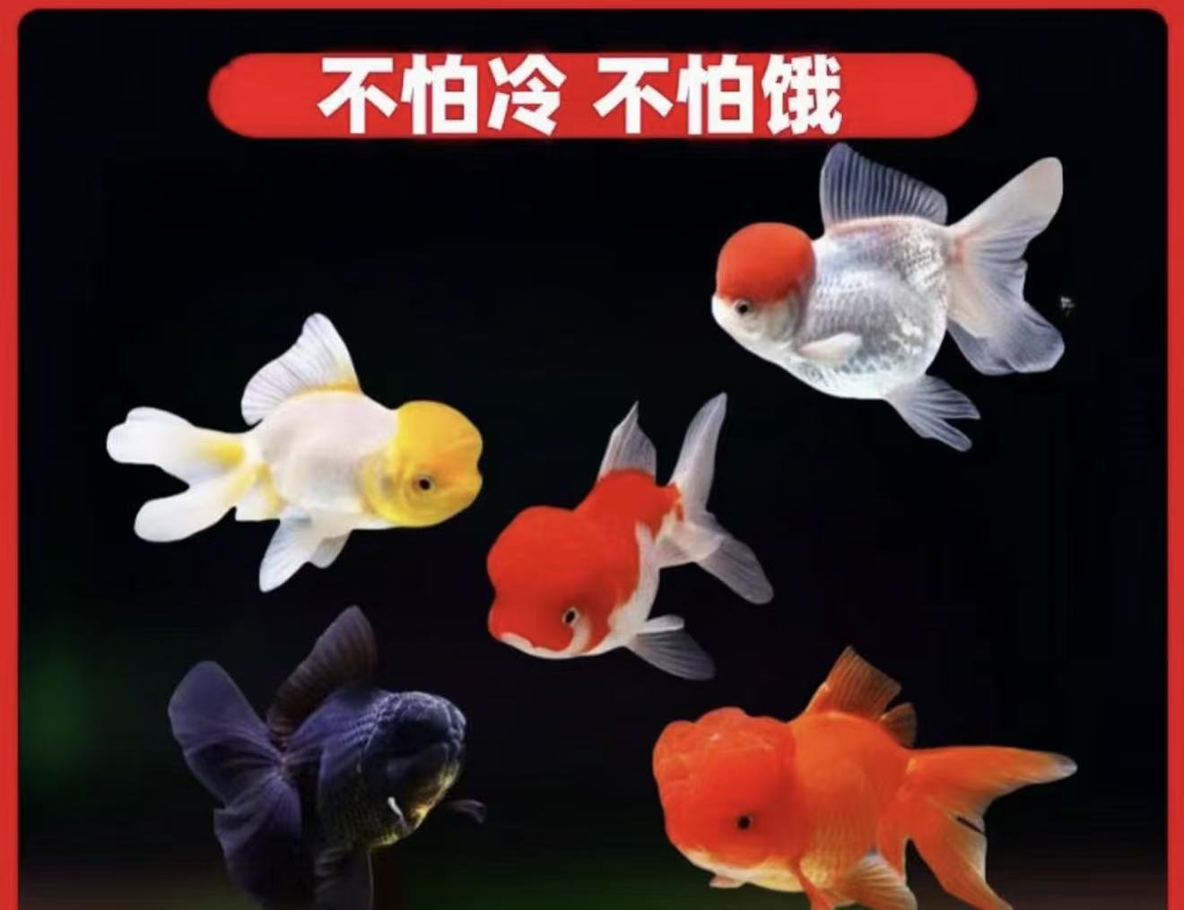 鸿运当头鹤顶红龙睛金鱼冷水淡水活体鲤鱼观赏鱼玛丽熊猫白云金丝