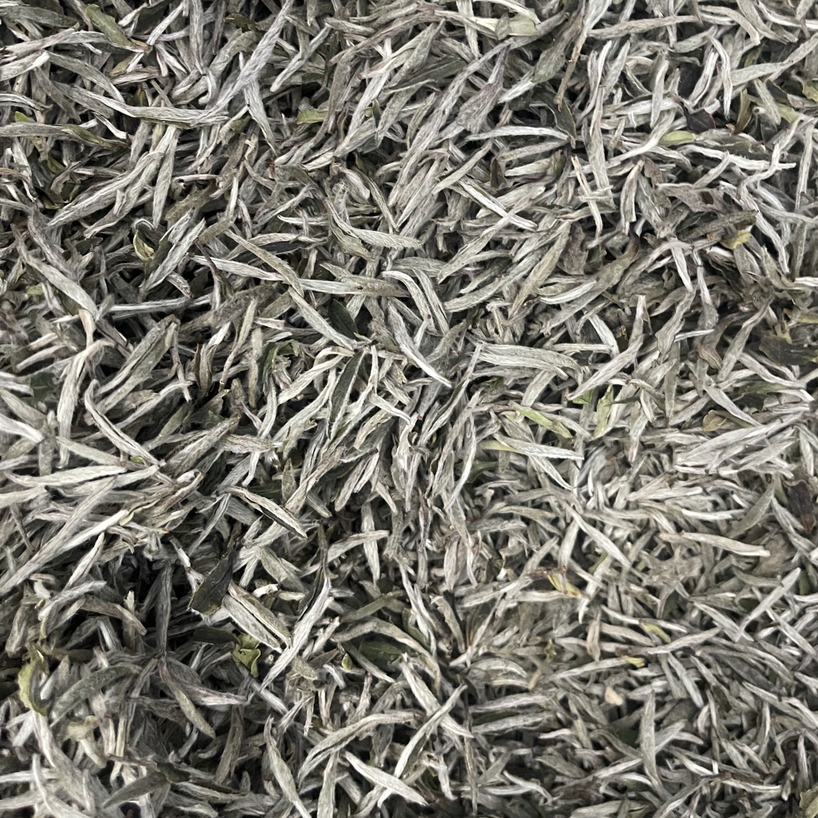 福鼎太姥山核心产区2025高山老丛白茶白豪银针 