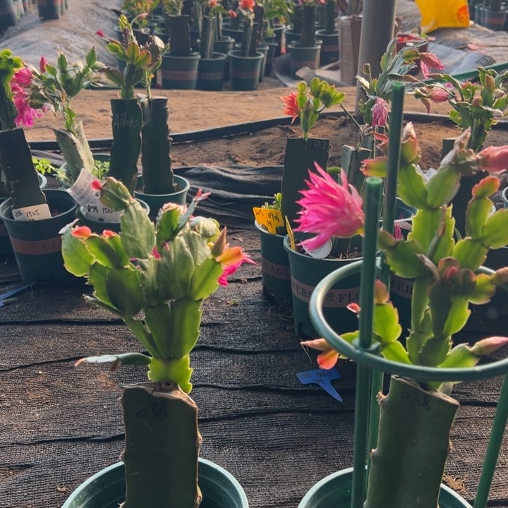 细***月1号038粉色花朵00000