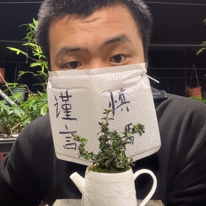 以实际为准盆景绿植盆栽57