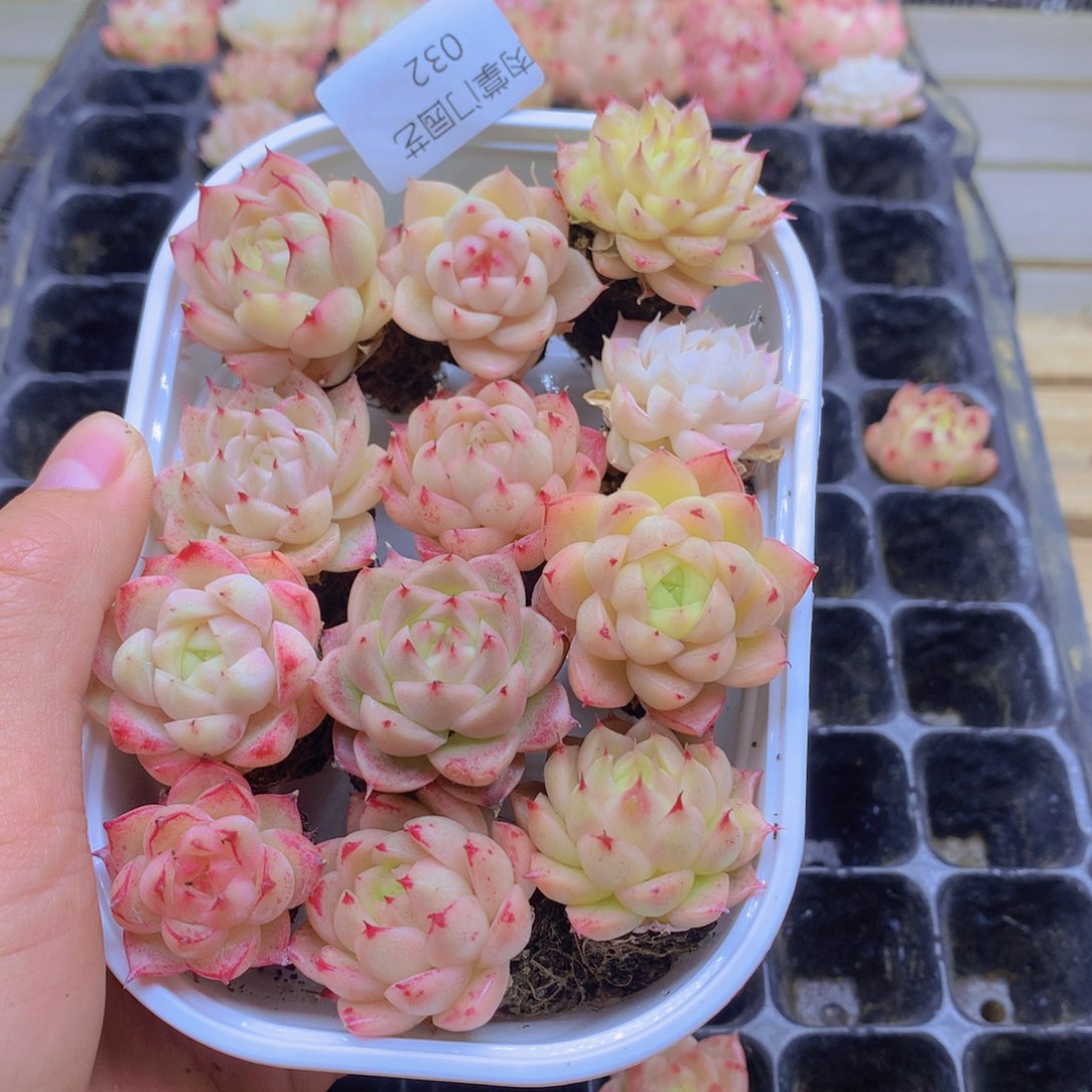 我要去看你了啊032