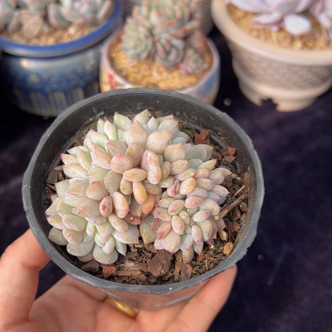 新年快乐 新年快乐