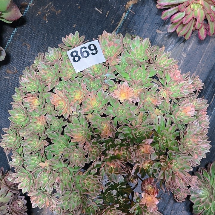 【闪购商品】869甜茶2-12