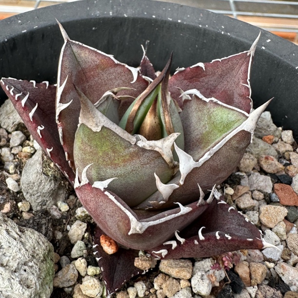 籽播仁王冠龙舌兰多肉植物盆栽 一物一拍 脱土发货