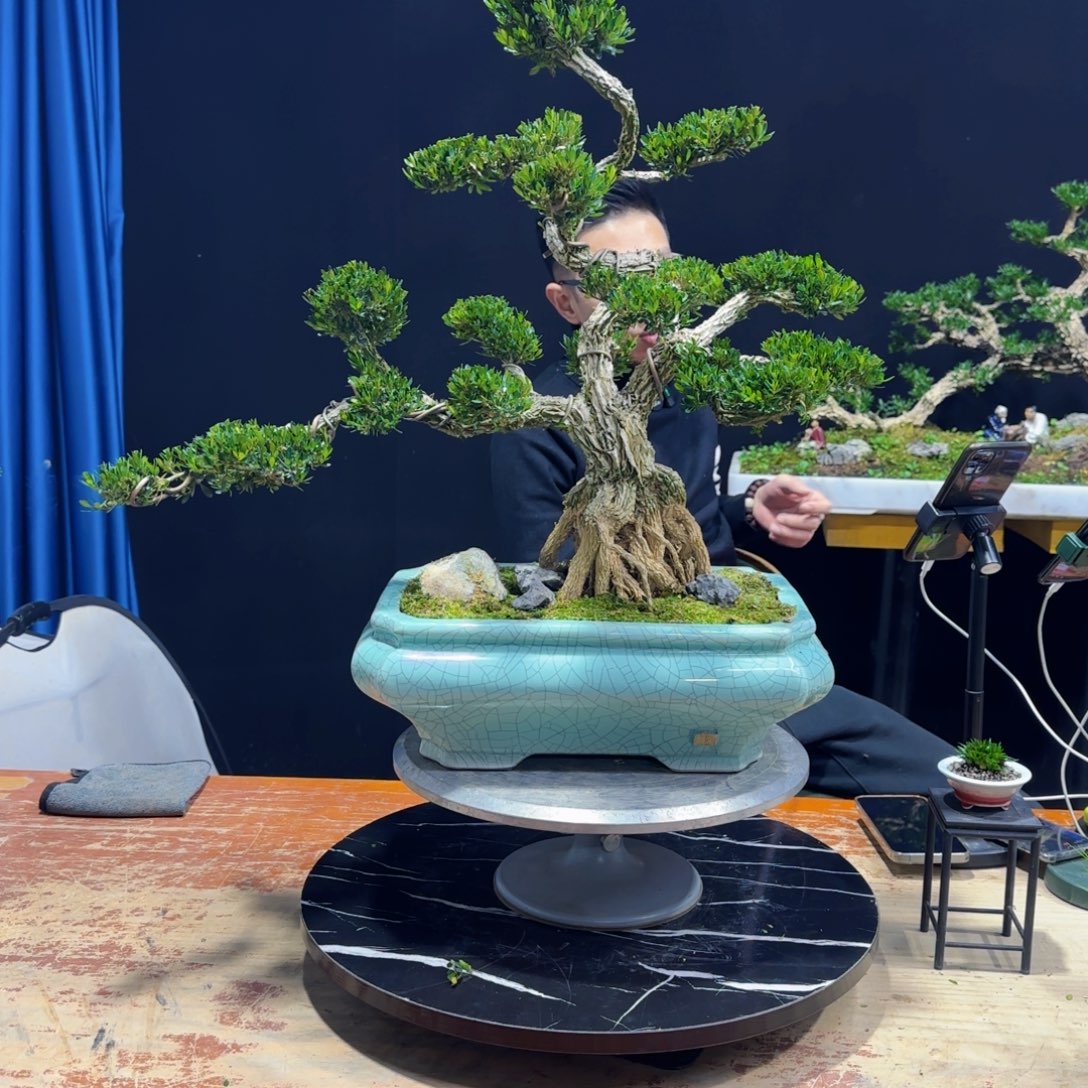 黄杨室内室外盆景艺术