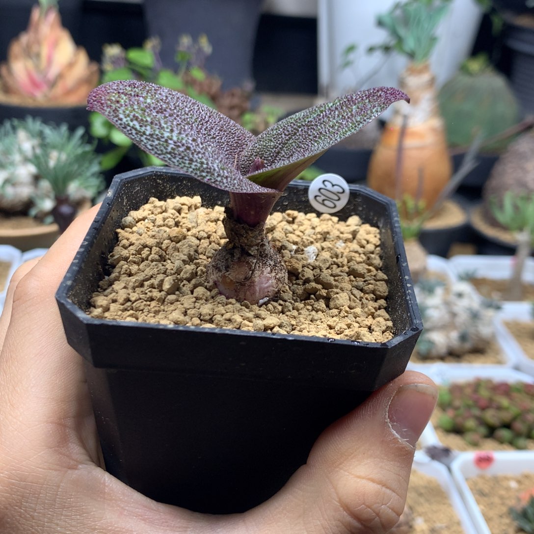 母本紫镜带盆发货603