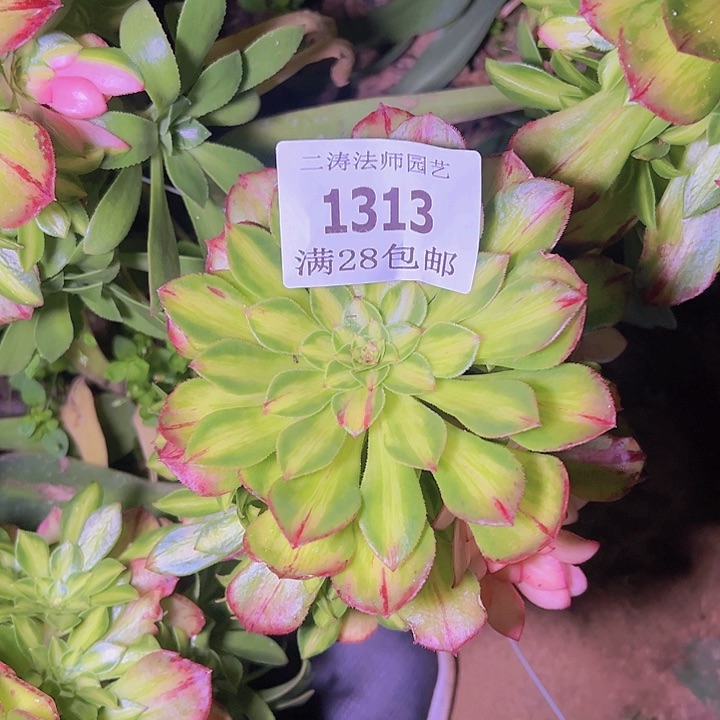 梦****1313知否多肉无根