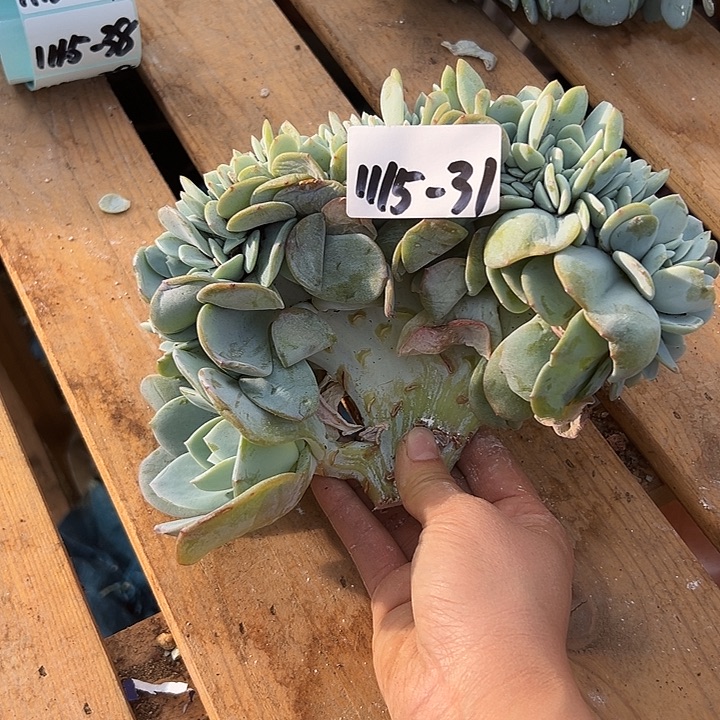 *****1115-31奶茶缀多肉
