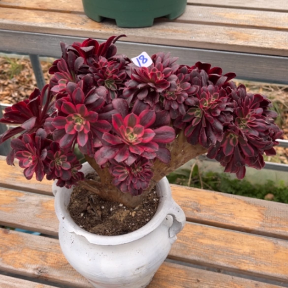 【闪购商品】18美杜莎缀多肉法师