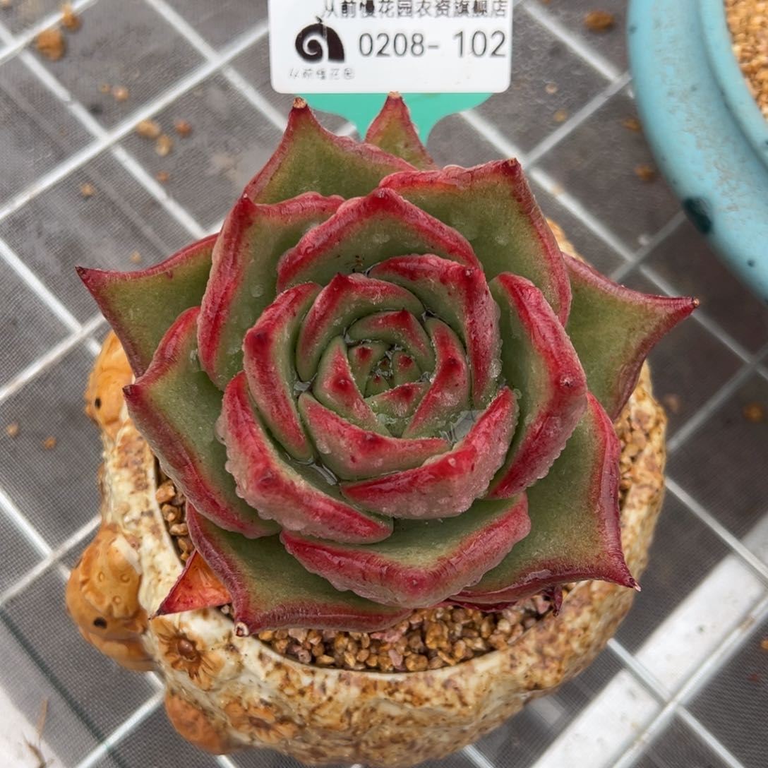 从前慢多肉精选编号0208.102