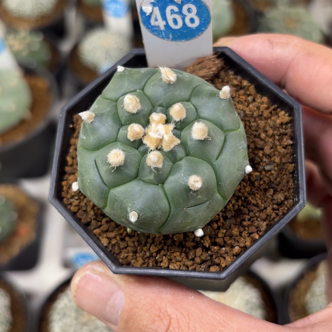 468实生龟甲兜带盆带土