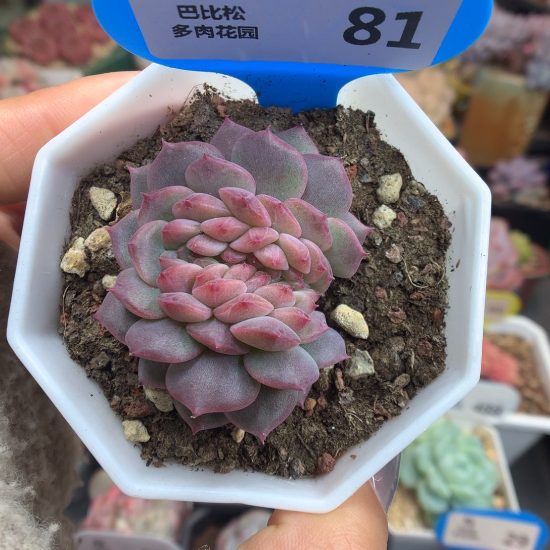 81琥珀缀化多肉植物