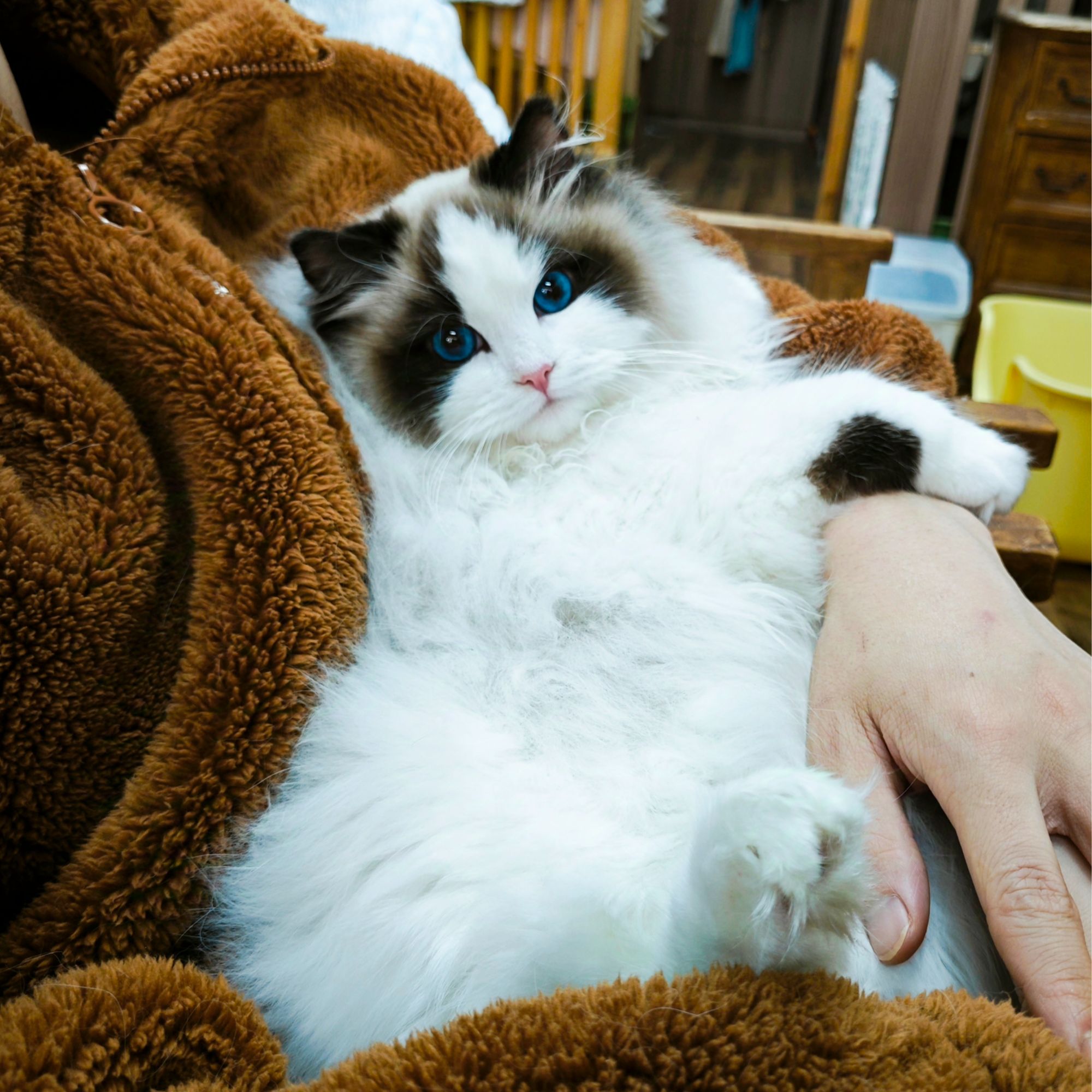 （喵境猫舍）活体猫咪