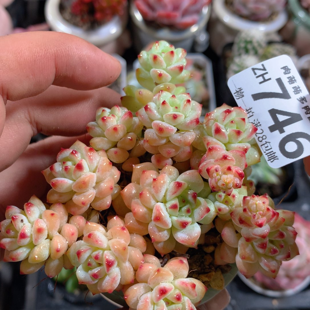 5CM拇指盆精控多肉ZH746