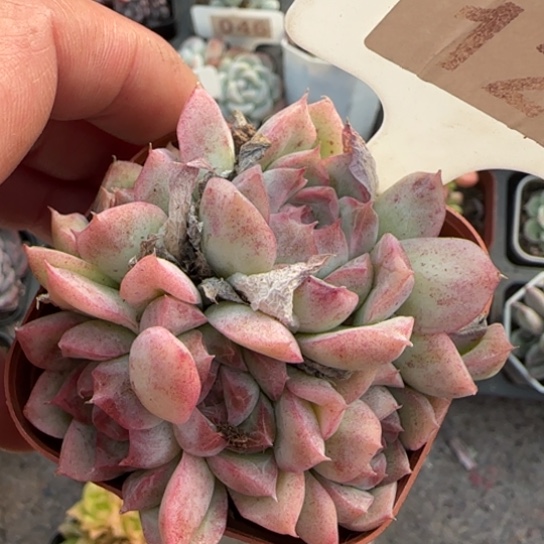 126桃熏多肉植物多