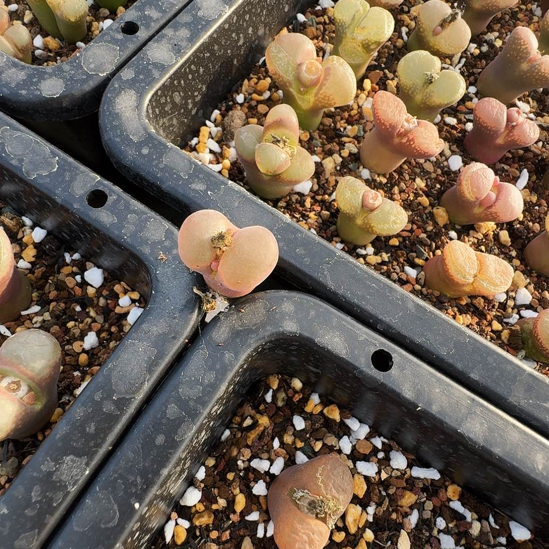 A***l多肉植物福利风铃186