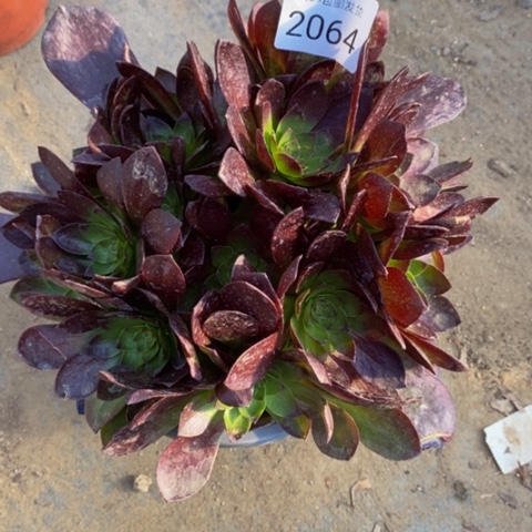 黑膜多肉植物量拍