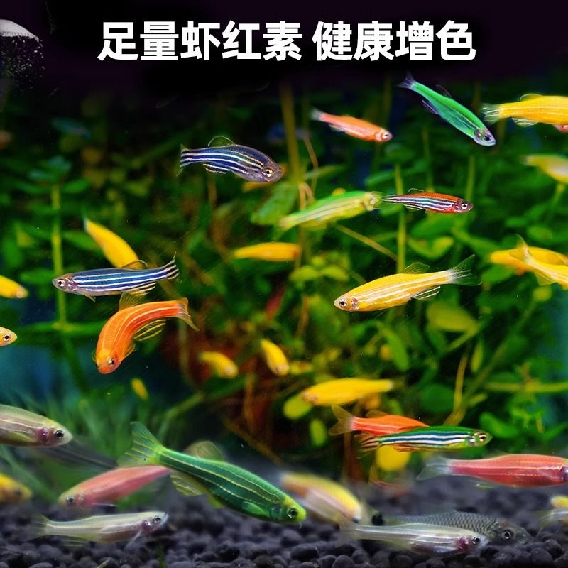 斑马鱼热带观赏鱼孔雀鱼红绿灯鱼好养易活淡水金鱼苗小型灯科小鱼