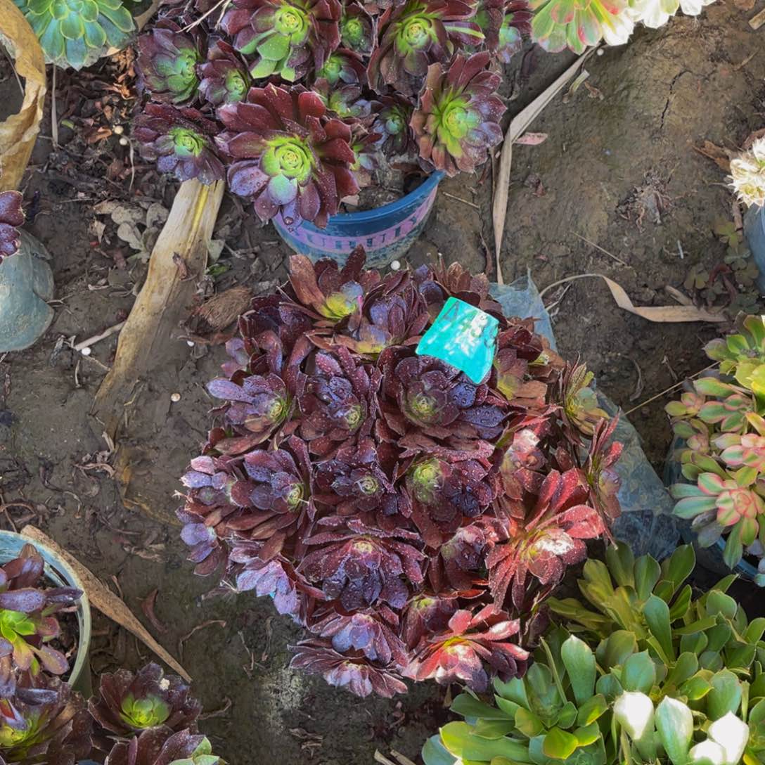 黑寡妇法师朵朵5-53