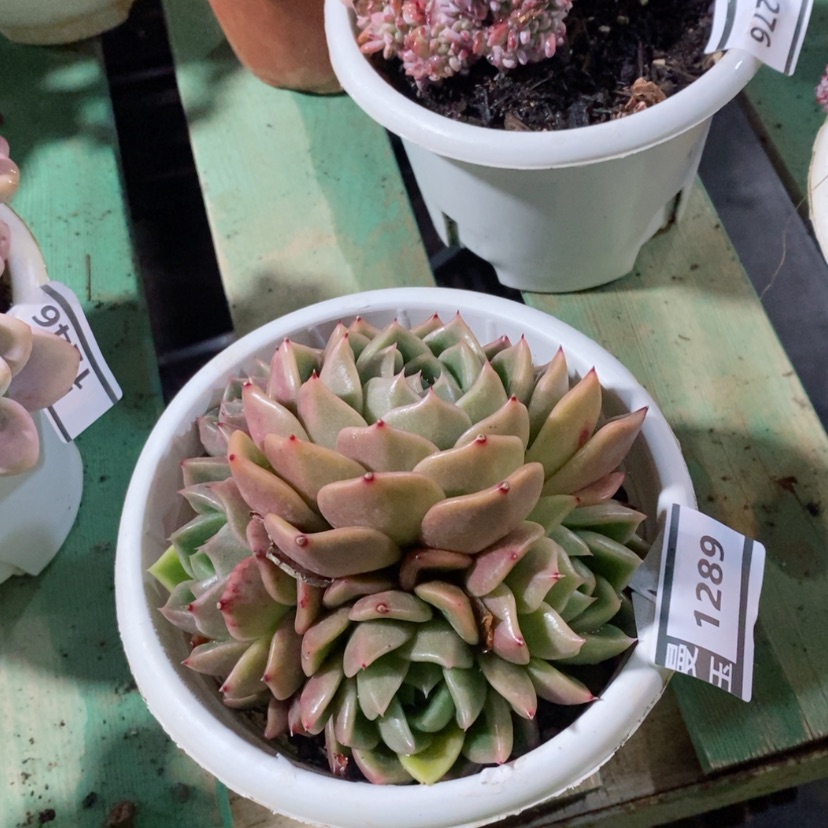 【闪购商品】白玫瑰1289