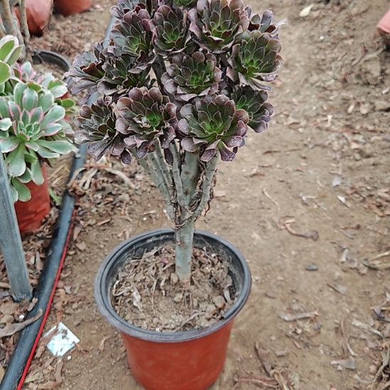 灰法师加急发货11