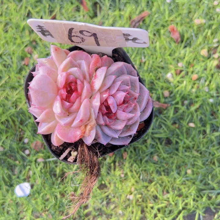 健健康康平平安安