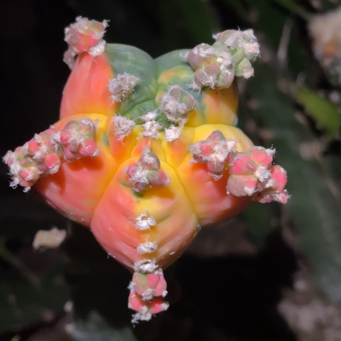 无花朵鸾凤玉锦 仙人球开花