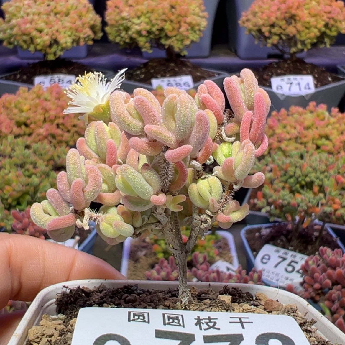 【闪购商品】e772橙叶锦枝干番杏午播福利价