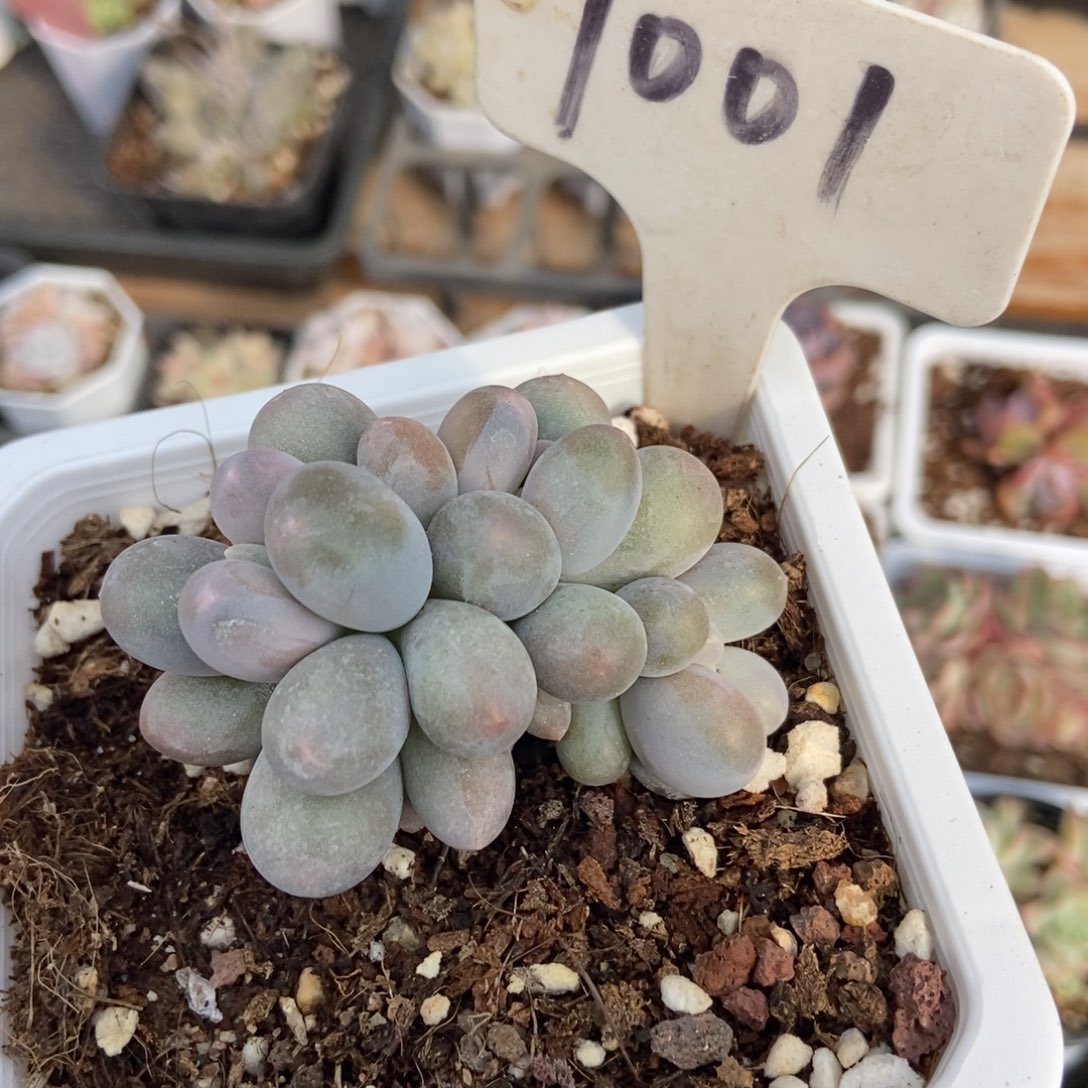 1001汤圆多肉植物保护