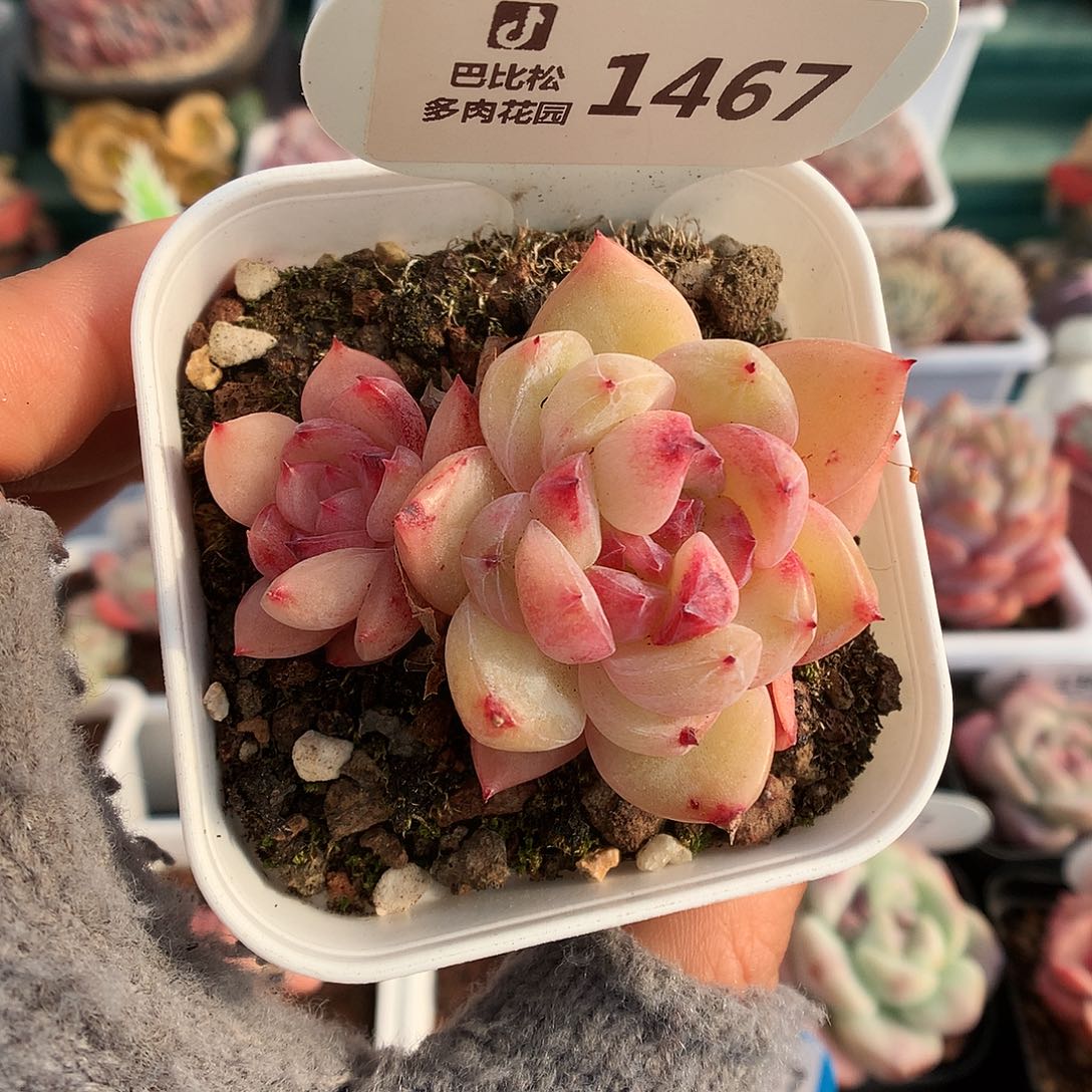 1447双头双头钻石珍妮多肉植物