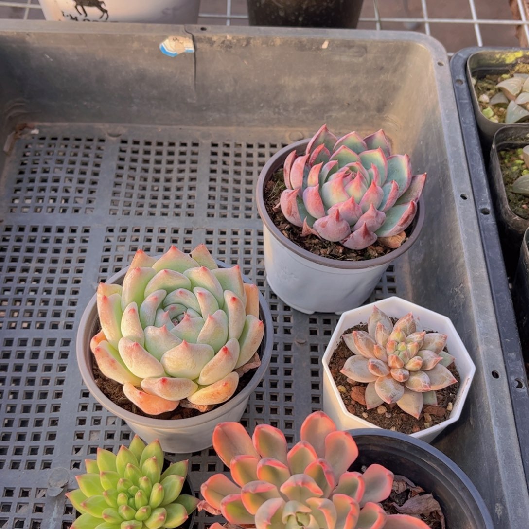 多肉904多肉植物，