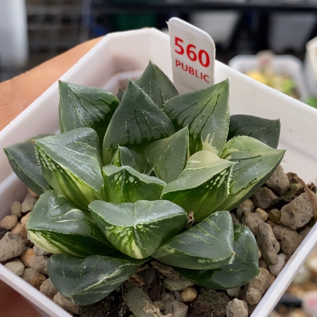 560号摩迪卡锦多肉植物