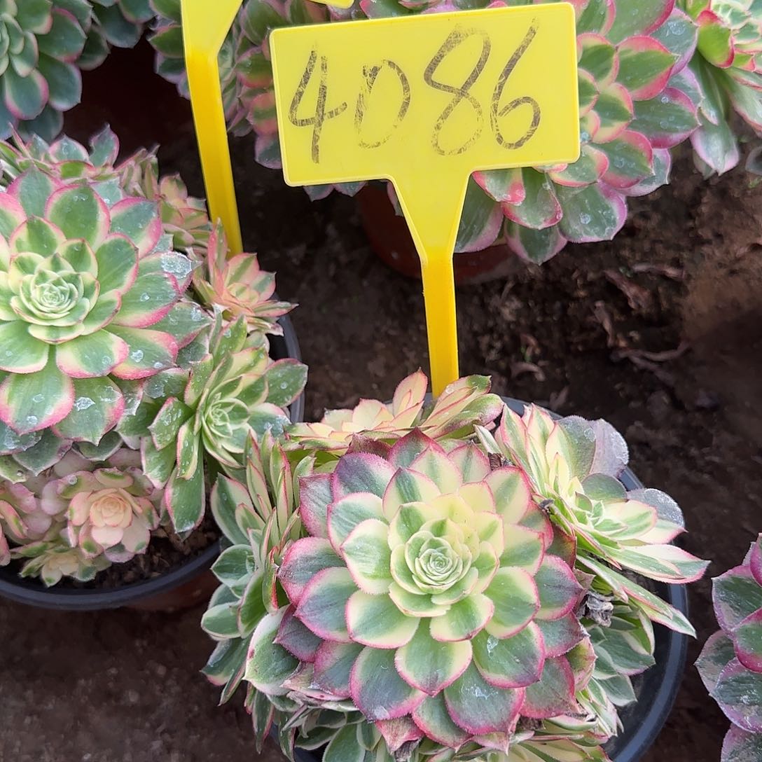 玖***月4086---多头多肉植物