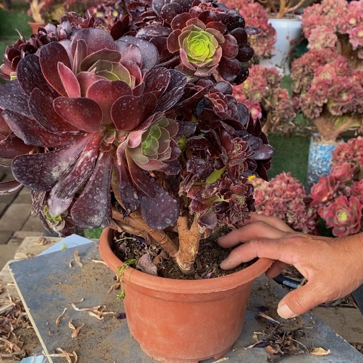 微瑕欧紫缀化多肉1颗