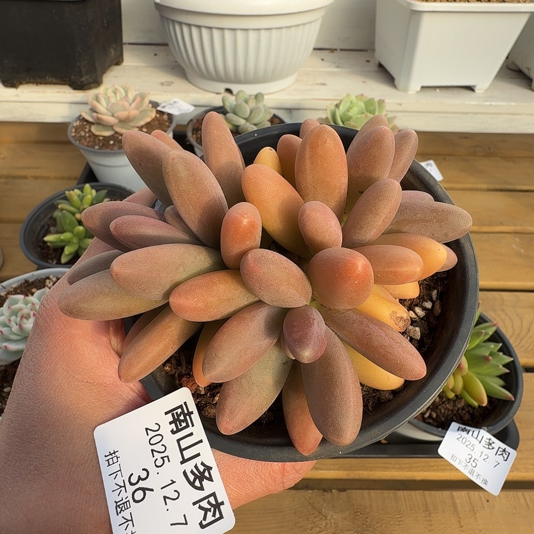 日光灯111111111127-36