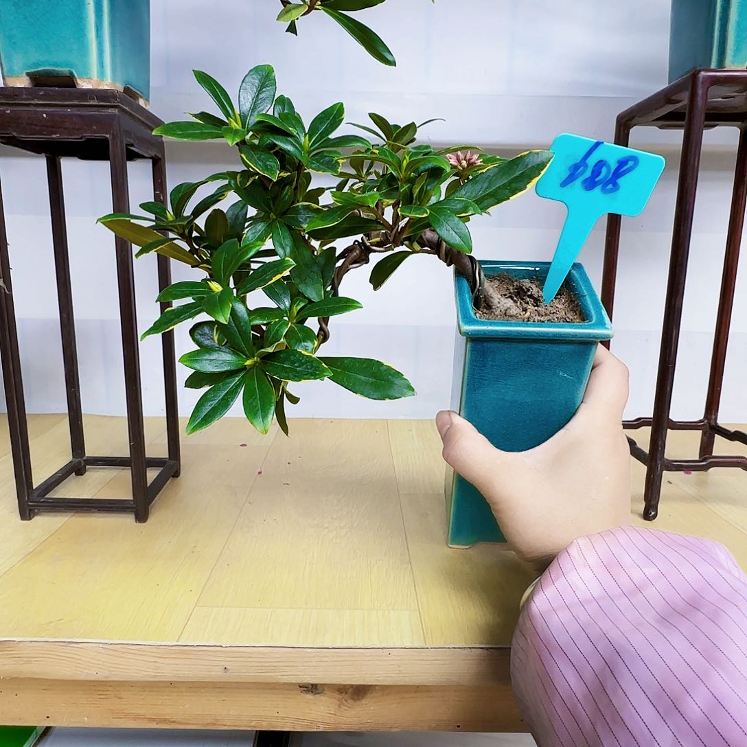 红陶樱**?d g k j k l