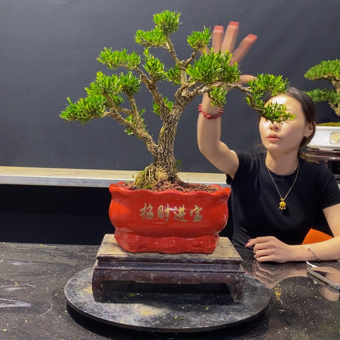 黄杨盆景雀舌软枝