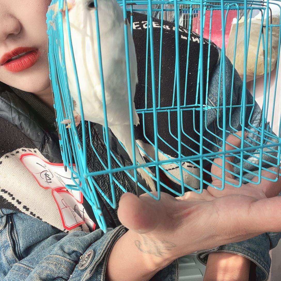 虎皮鹦鹉我的小姐姐