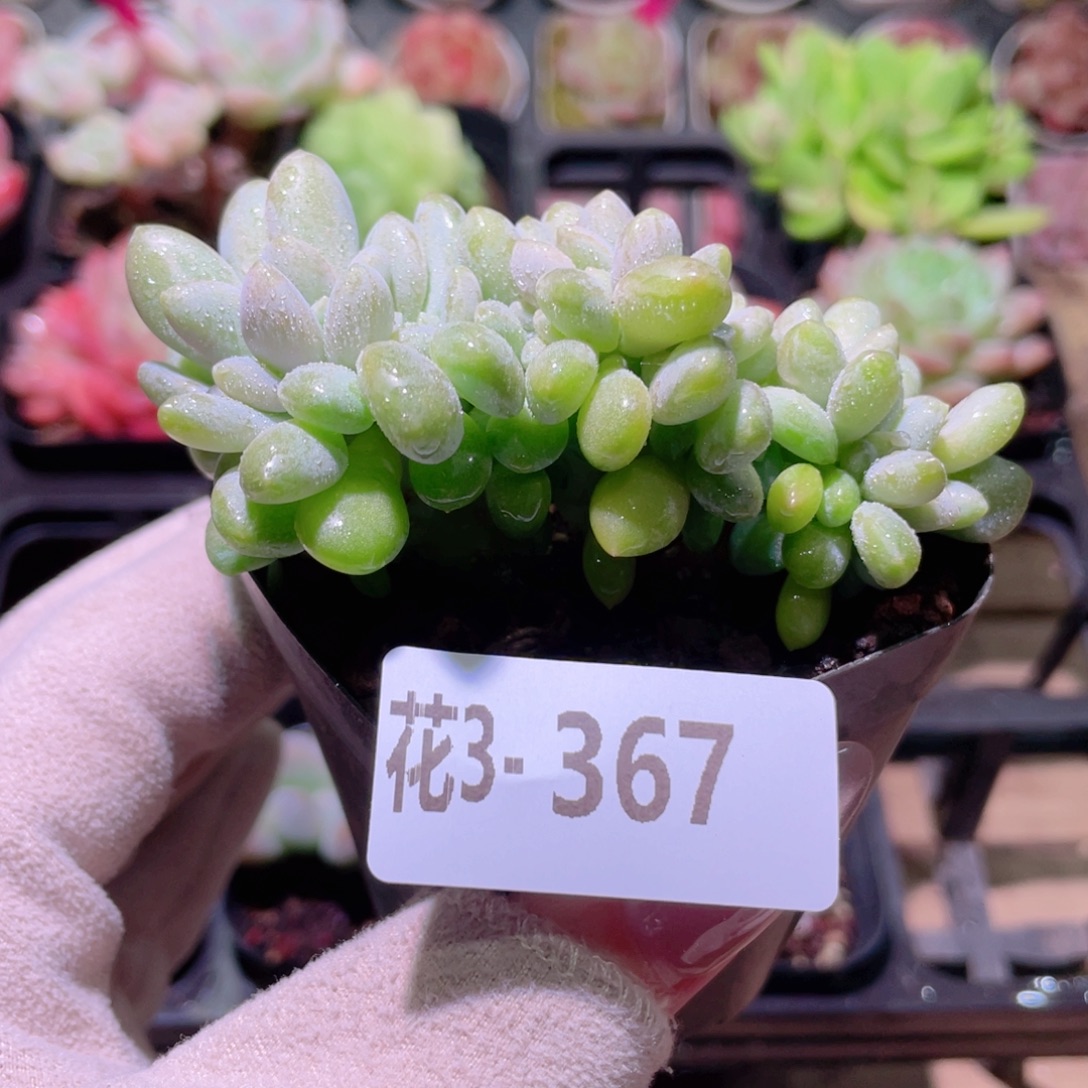 花利美3-367醉美人缀化