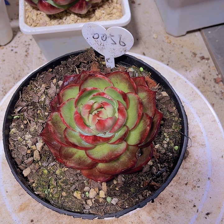 爱**亚惊鸿仙子多肉植物56