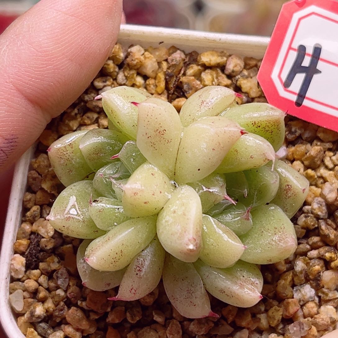 H408一物一拍  独孤