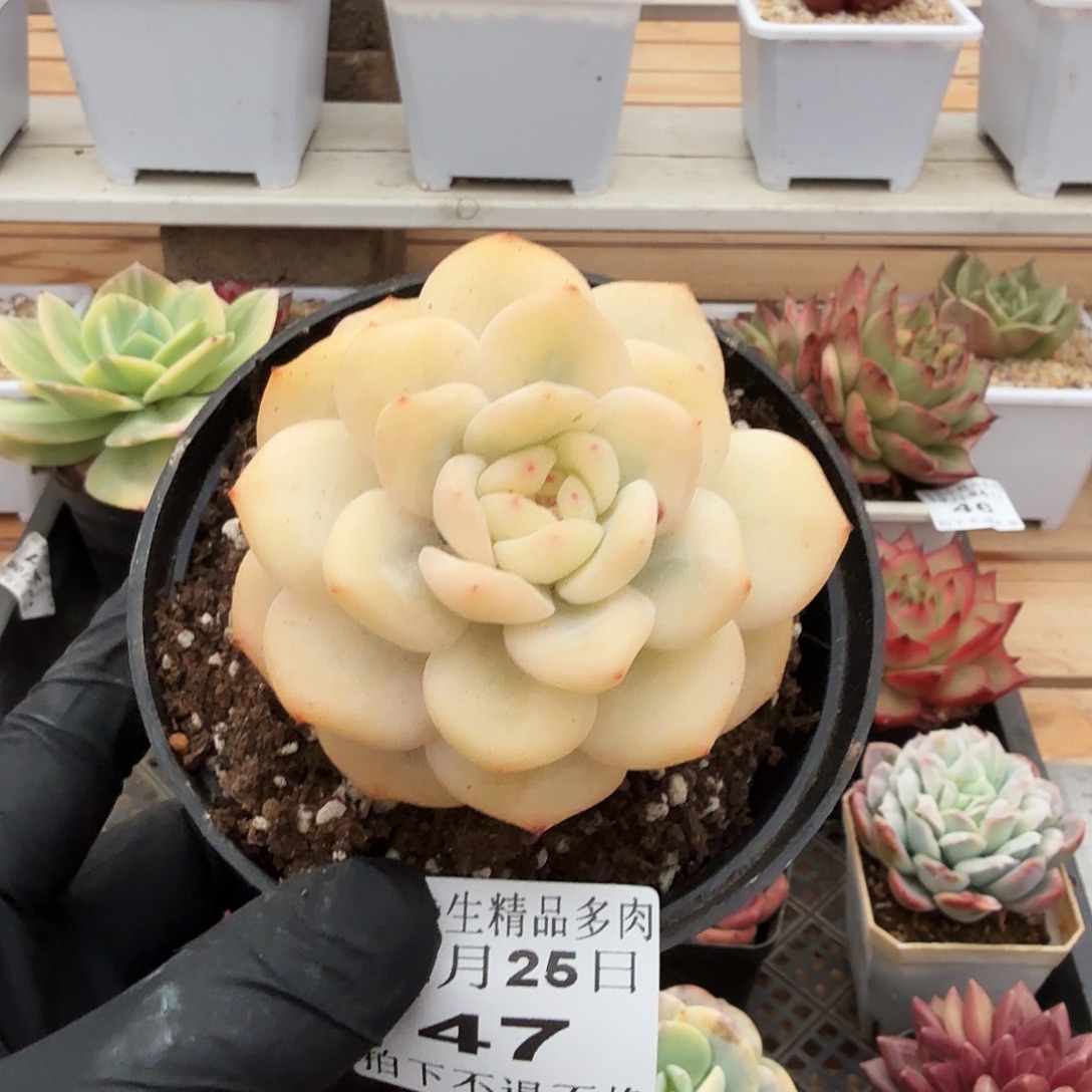 1225-47橙梦露宽锦