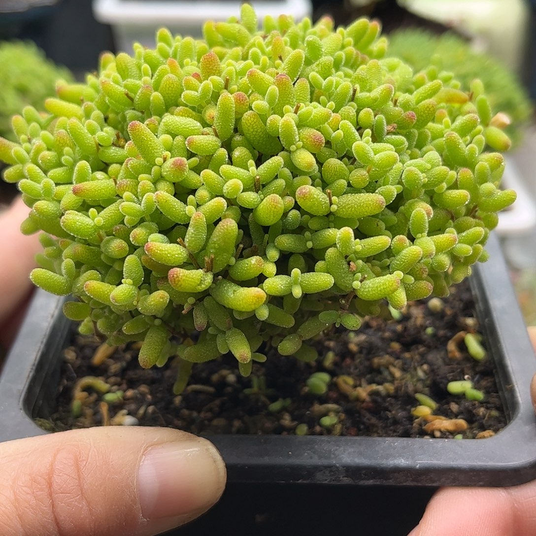 17蜜桔糖球优选枝干