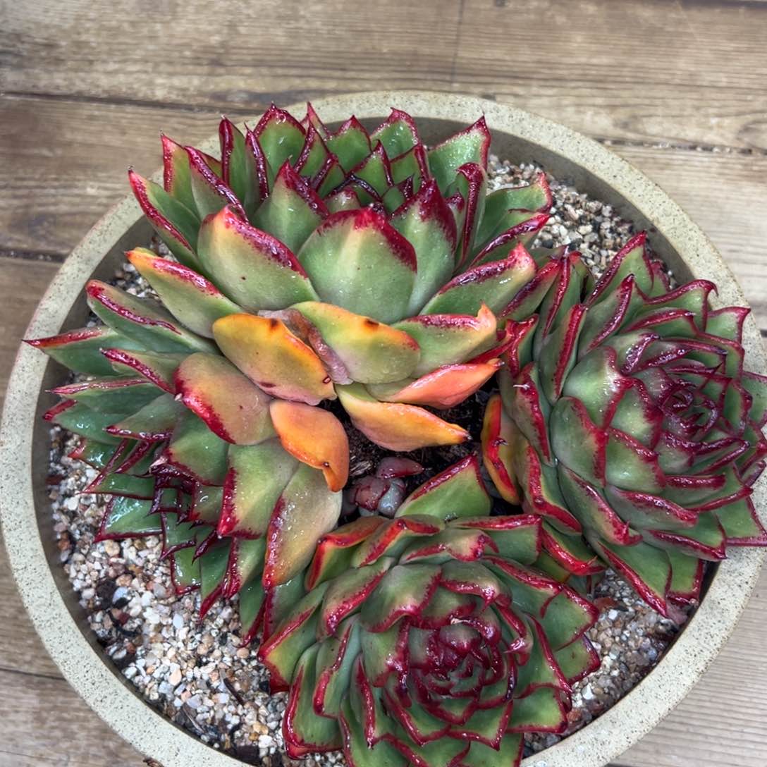 多肉一物一拍0125-完美