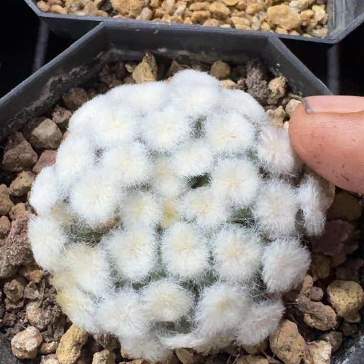 降落伞白星自根少根